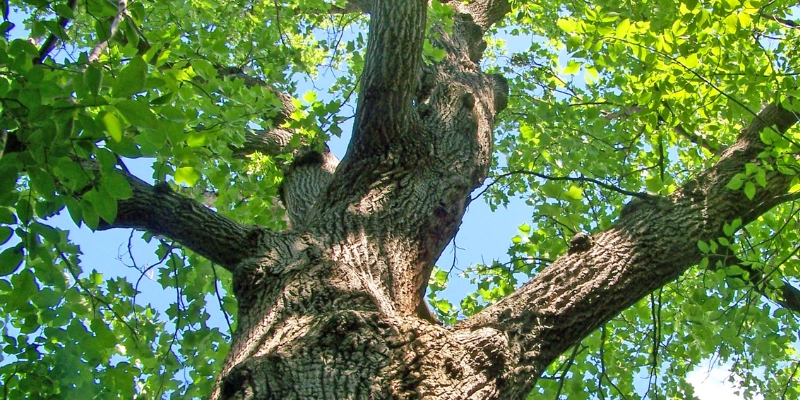 Pourquoi le chêne est-il le choix idéal pour votre sol
