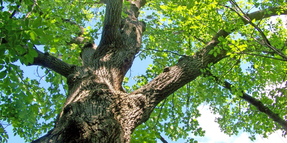 Pourquoi le chêne est-il le choix idéal pour votre sol